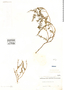Balbisia verticillata Cav., CHILE, Obragillo s.n., Isotype, F