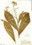 Schoenobiblus peruvianus Standl., Peru, G. Klug 3958, F