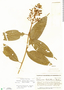 Palicourea padifolia (Roem. & Schult.) C. M. Taylor & Lorence, T. G. Yuncker 5829, F