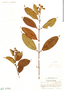 Vismia cayennensis Pers., SURINAME, W. A. Archer 2706, F