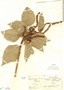 Acalypha hispida image