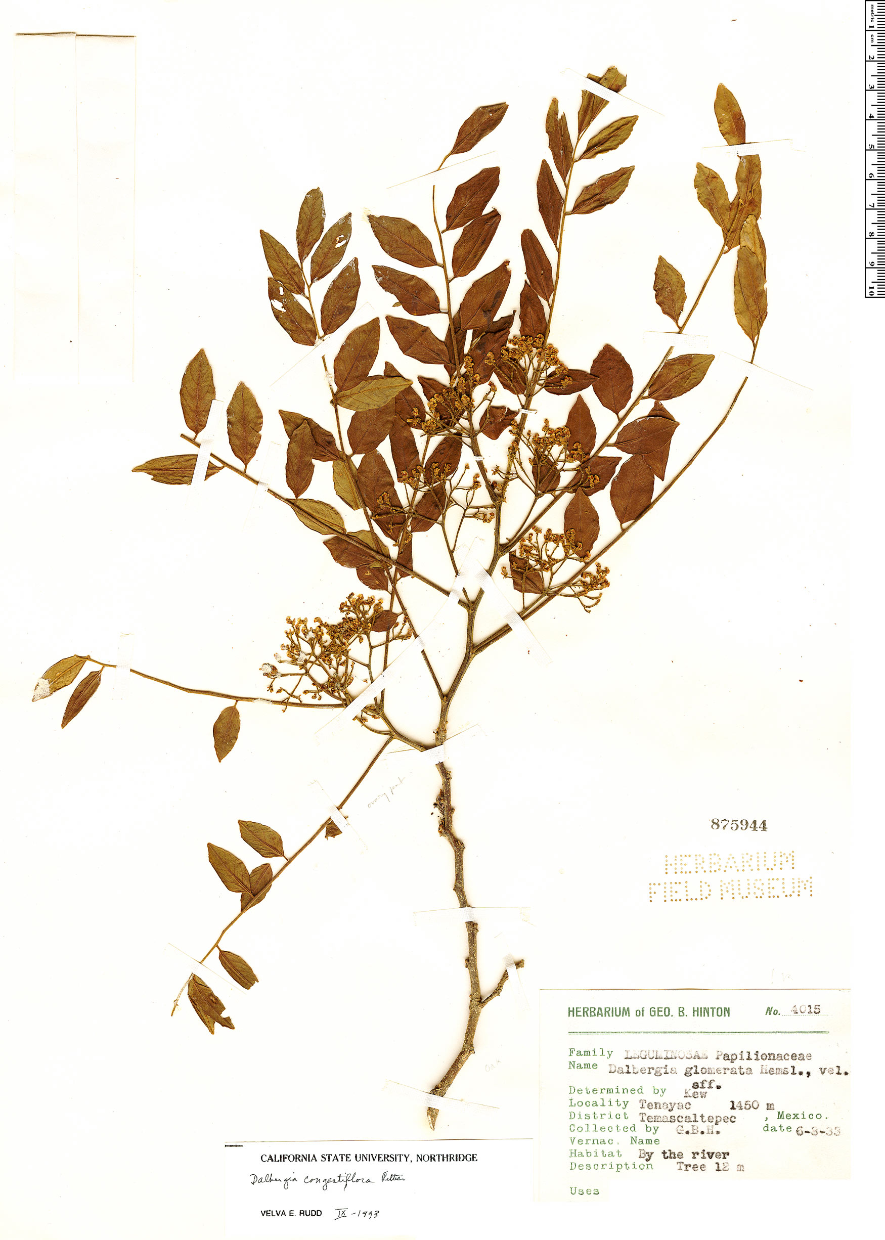 Dalbergia congestiflora image