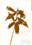 Thelypteris macrophylla (Kunze) C. V. Morton, Peru, Y. Mexia 6202, F