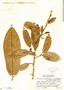 Annona scleroderma Saff., Belize, C. L. Lundell 6297, F