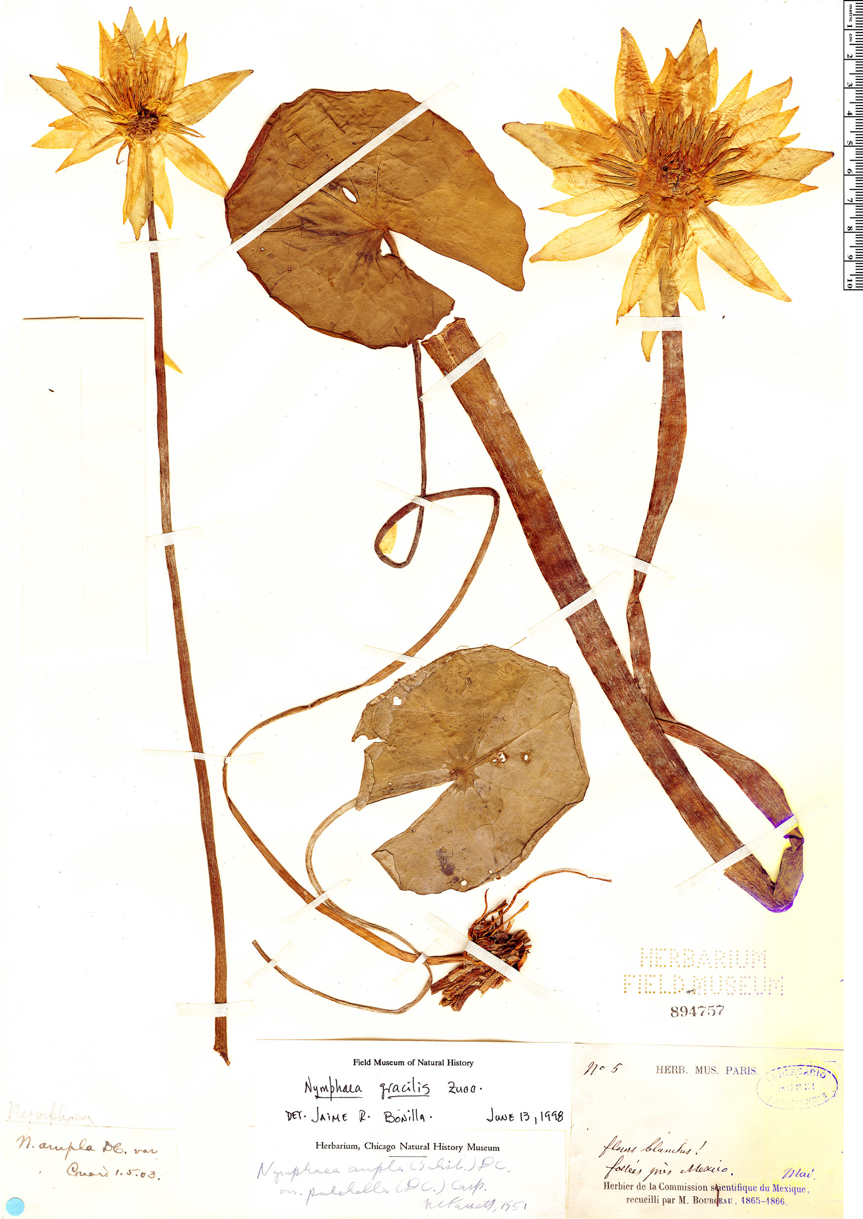 Nymphaea gracilis image
