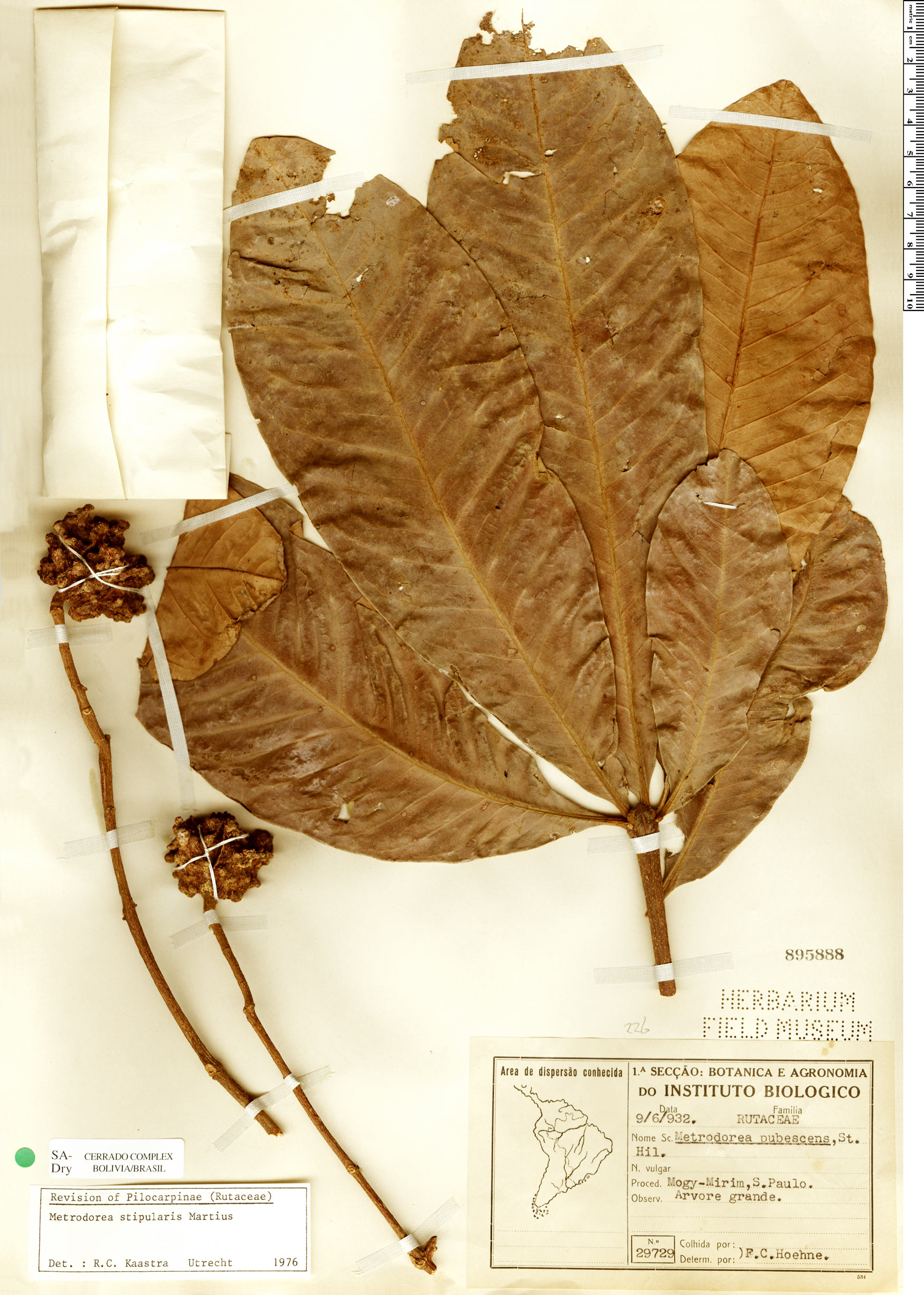 Metrodorea stipularis Rapid Reference The Field Museum