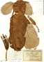 Cecropia glaziovii Snethl., Brazil, F. C. Hoehne 28268, F
