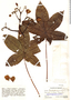 Cochlospermum vitifolium (Willd.) Spreng., Mexico, L. O. Williams 8294, F