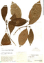 Psychotria clivorum Standl. & Steyerm., Mexico, L. O. Williams 8677, F
