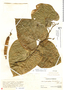 Aristolochia schippii Standl., Mexico, L. O. Williams 9099, F