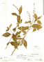 Cuphea setosa Koehne, Mexico, L. O. Williams 8852, F