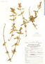Salvia sarmentosa Epling, C. Vargas 297, F