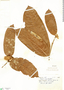 Couepia magnoliifolia Benth. ex Hook. f., Brazil, A. Ducke 156, F