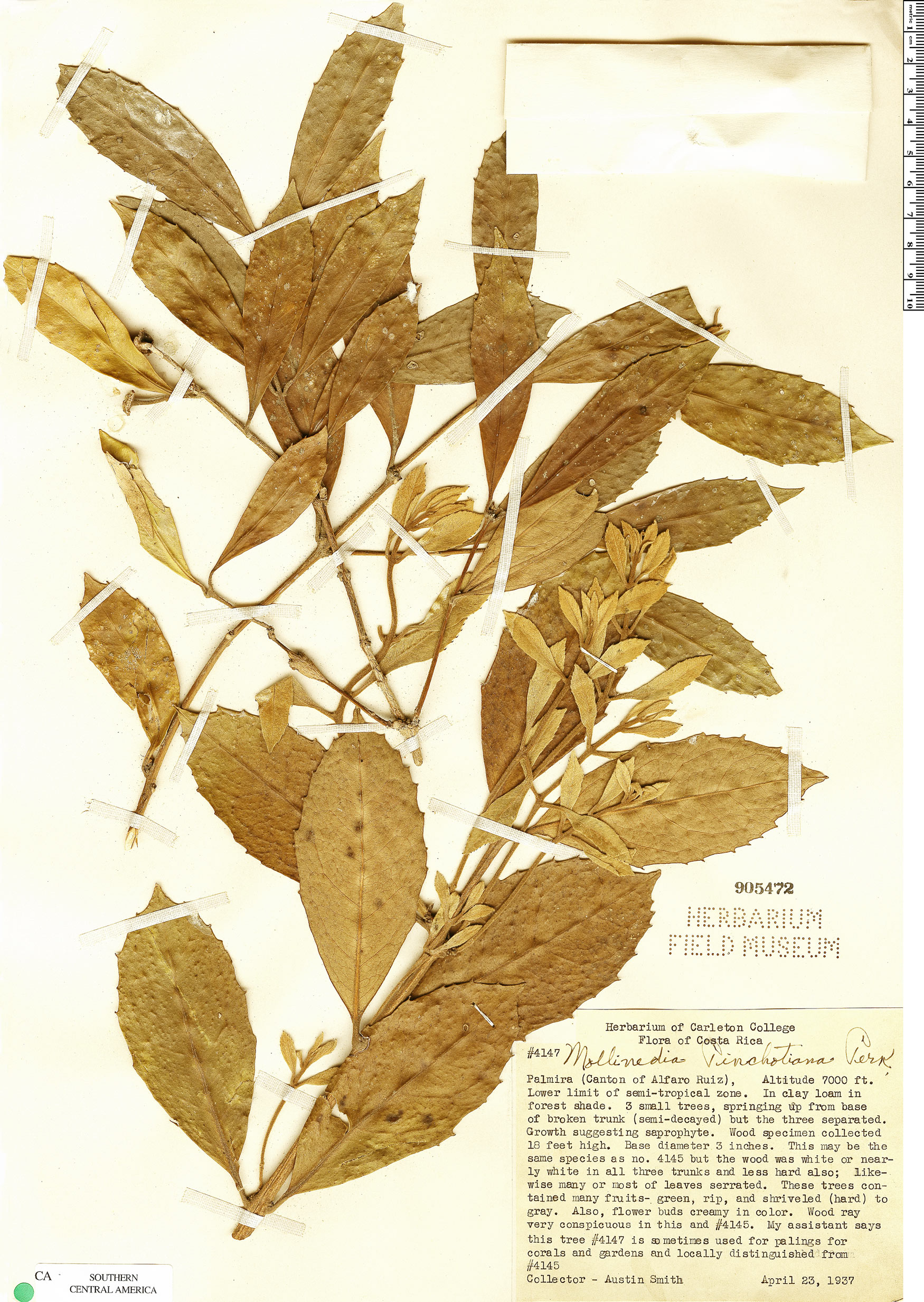 Mollinedia costaricensis image