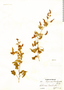 Serjania brachycarpa, Mexico, L. A. Kenoyer 26, F