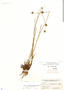 Juncus acuminatus Michx., Mexico, D. H. LeSueur 1298, F