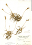 Tillandsia myosura Griseb., Argentina, A. Castellanos 105, F