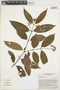 Vismia gracilis Hieron., ECUADOR, C. Whitefoord 804, F