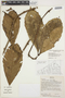 Doliocarpus dentatus (Aubl.) Standl., BOLIVIA, I. G. Vargas C. 2613, F