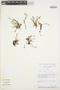 Crassula venezuelensis (Steyerm.) M. Bywater & Wickens, Peru, D. N. Smith 10414, F