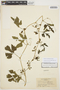 Cayaponia bonariensis (Mill.) Mart. Crov., ARGENTINA, W. A. Archer 4620, F