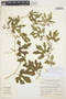 Cayaponia bonariensis (Mill.) Mart. Crov., ARGENTINA, M. M. Arbo 5916, F