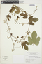 Cayaponia bonariensis (Mill.) Mart. Crov., ARGENTINA, T. M. Pedersen 1914, F
