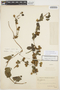 Cayaponia citrullifolia (Griseb.) Cogn., ARGENTINA, M. M. Job 872, F