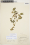 Cayaponia citrullifolia (Griseb.) Cogn., ARGENTINA, T. Meyer 3867, F