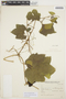Cayaponia citrullifolia (Griseb.) Cogn., ARGENTINA, 46, F