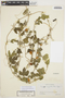 Cayaponia citrullifolia (Griseb.) Cogn., ARGENTINA, H. H. Bartlett 20080, F