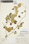 Cayaponia citrullifolia (Griseb.) Cogn., ARGENTINA, S. G. Tressens 3613, F