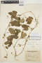 Cayaponia citrullifolia (Griseb.) Cogn., ARGENTINA, I. Morel 572, F