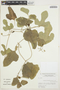 Cayaponia citrullifolia (Griseb.) Cogn., ARGENTINA, T. M. Pedersen 10058, F