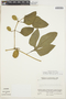 Cayaponia cruegeri (Naudin) Cogn., Venezuela, J. A. Steyermark 106162, F