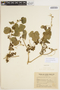 Cayaponia martiana Cogn., ARGENTINA, P. Balduino Rambo 42208, F