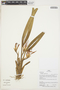 Maxillaria splendens Poepp. & Endl., Peru, H. Beltrán Santiago 1044, F