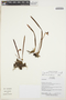Trigonidium acuminatum Bateman ex Lindl., Ecuador, R. Aguinda 294, F