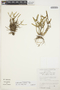 Scaphyglottis prolifera (Sw.) Cogn., Bolivia, G. Oviedo 48, F