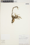 Maxillaria uncata Lindl., Peru, R. Foster 9691, F