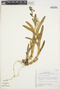 Epidendrum excisum Lindl., Peru, P. J. M. Maas 4647, F
