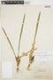 Maxillaria alba (Hook.) Lindl., BRITISH GUIANA [Guyana], J. S. de la Cruz 4159, F