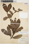 Hedyosmum racemosum (Ruíz & Pav.) G. Don, BOLIVIA, M. Bang 388, F