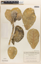 Calotropis procera (Aiton) W. T. Aiton, Egypt, D. J. Osborn s.n., F