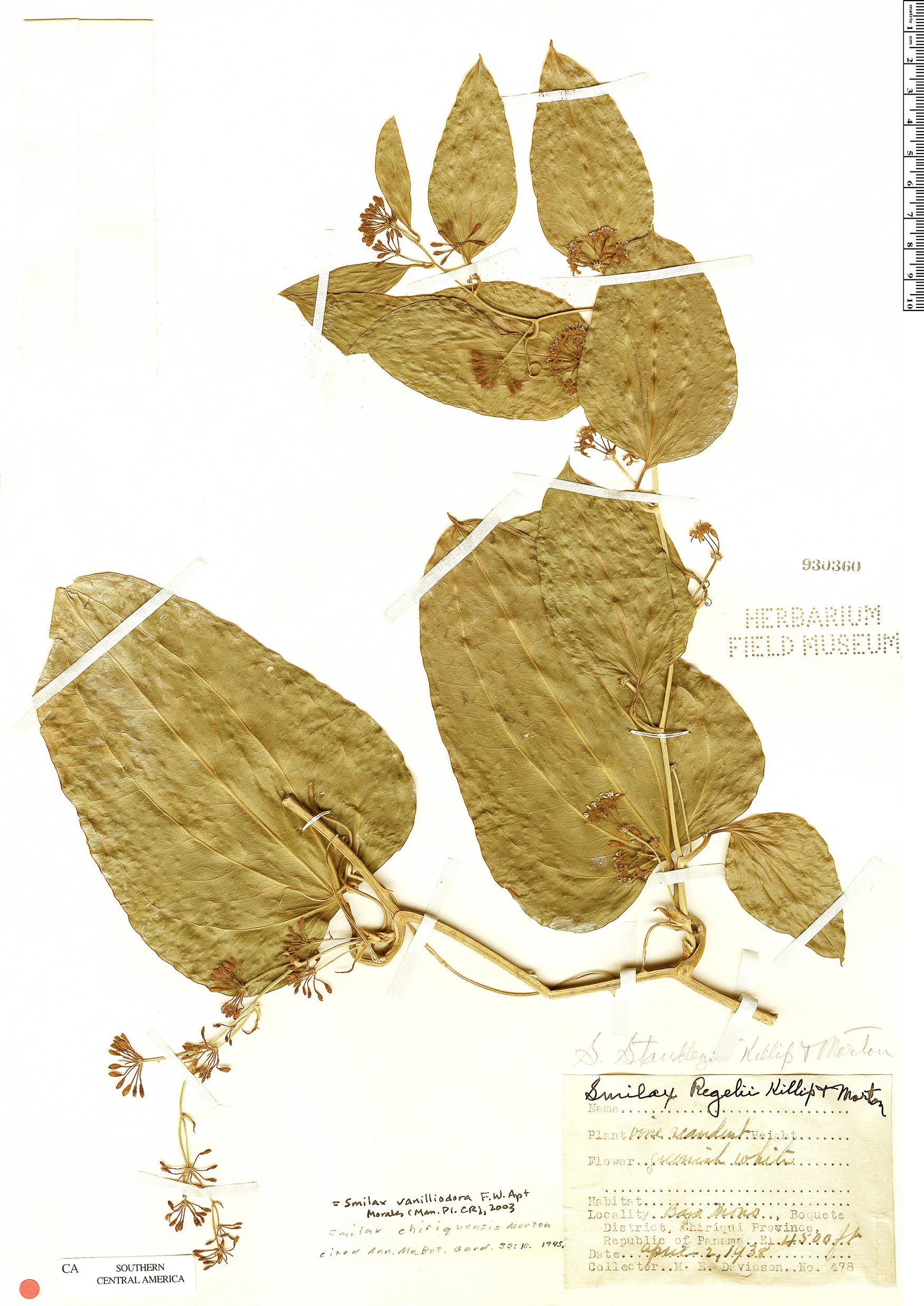 Smilax officinalis image