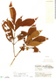 Psychotria boquetensis image