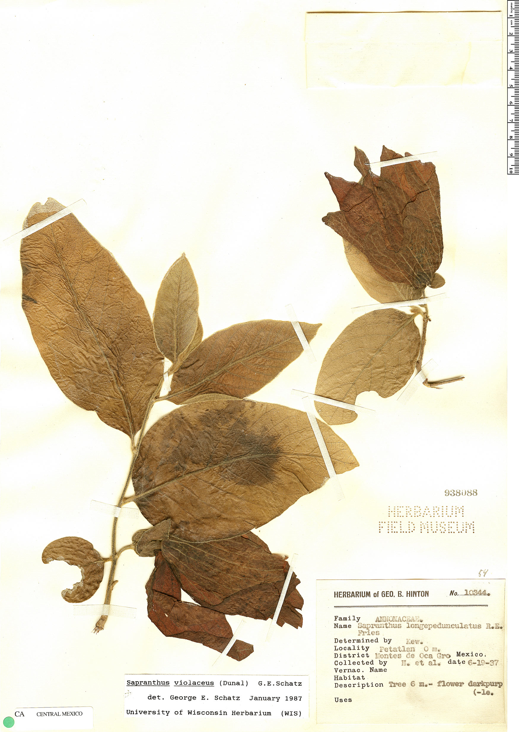 Sapranthus violaceus image
