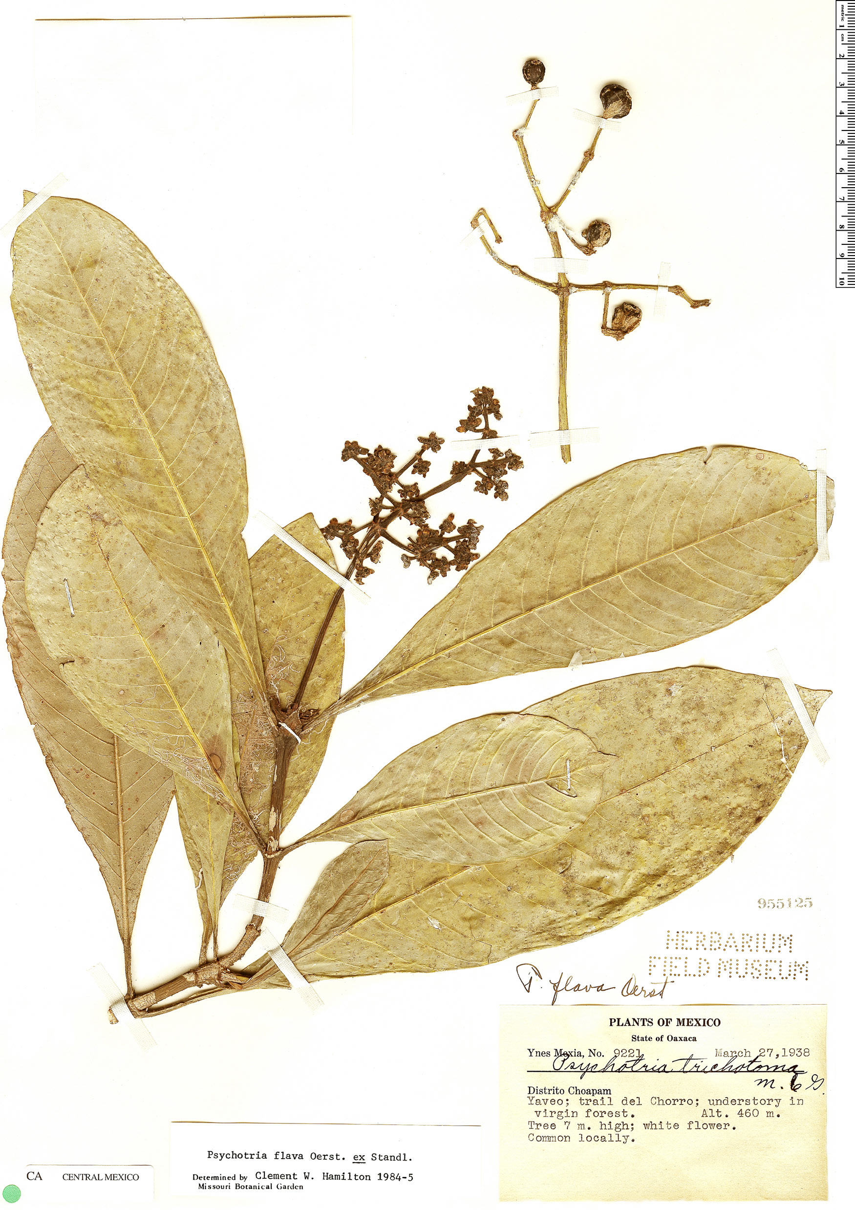 Psychotria flava image