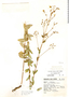 Linum mexicanum Kunth, Mexico, G. B. Hinton 10664, F