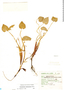Heteranthera peduncularis Benth., Mexico, G. B. Hinton 4603, F